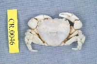 藏品(平背蜞)的圖片